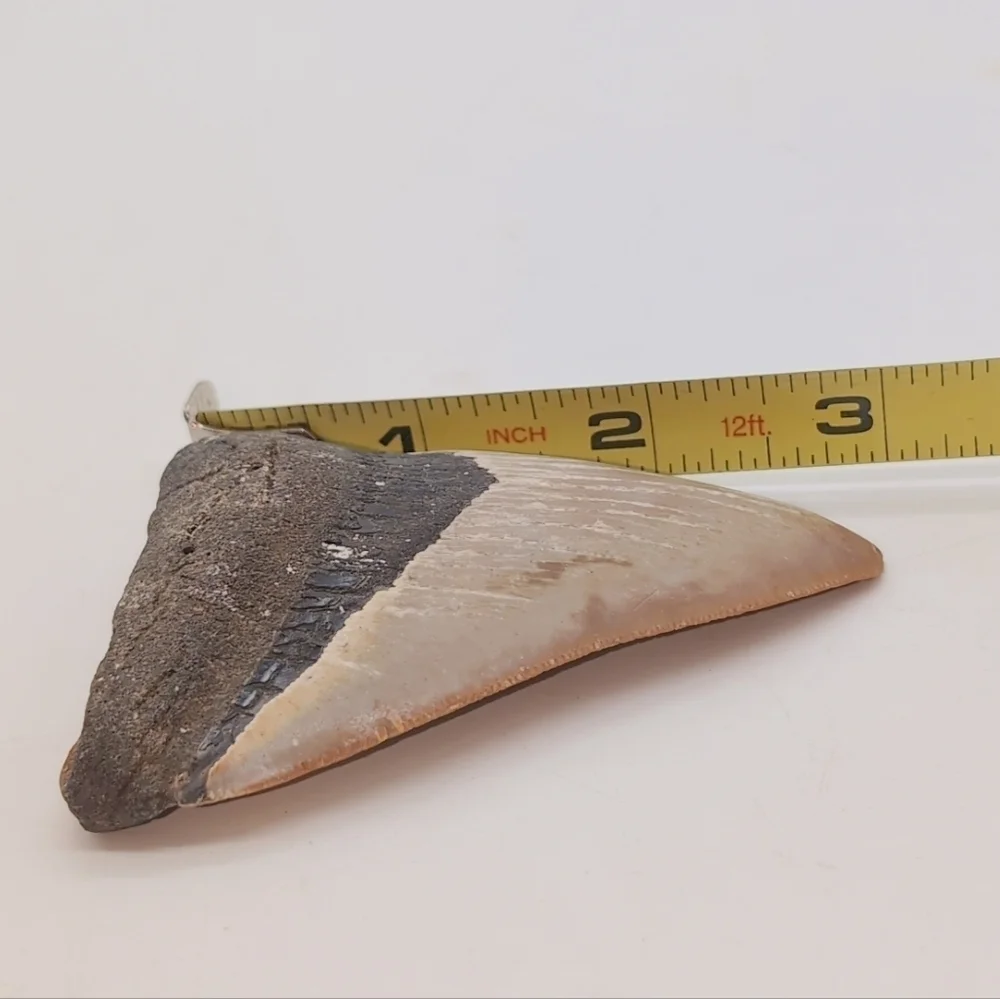 Real Otodus Megalodon Fossilized Shark Tooth 3 In Beautiful Colors